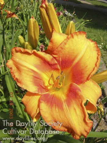 Finger Lakes Charlie Z. AHS image