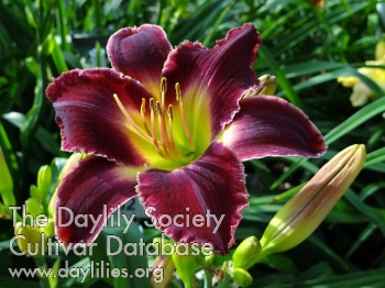 Tina and Lane's Rhapsody in Purple AHS image