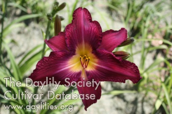 Purple Volunteer AHS image