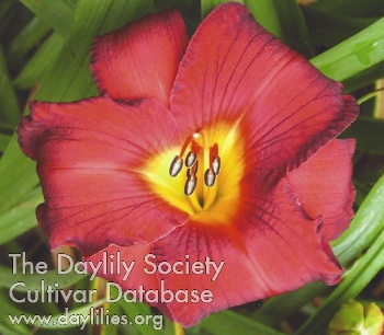 Derby City Heartthrob AHS image