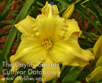 Derby City Sunsational AHS image