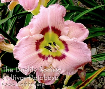 Savoy Truffle AHS image