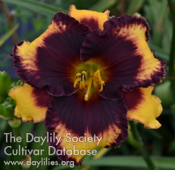 Dragon Diva AHS image