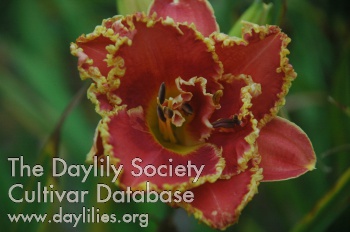 Bonibrae Doubly Devilish AHS image