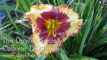 I'm No Pansy AHS image