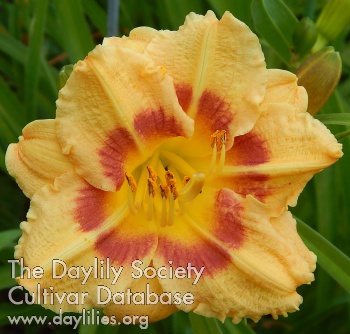 Pretty Little Polly AHS image