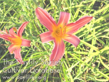 Charleston Harvest Rosy Star AHS image