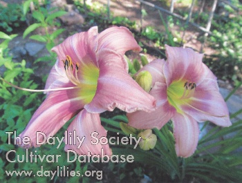 Janet-Mae and Mark's Wedding Day