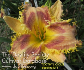 Toothylicious AHS image