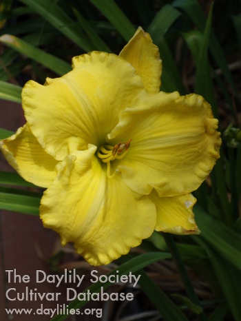Yellow Success AHS image