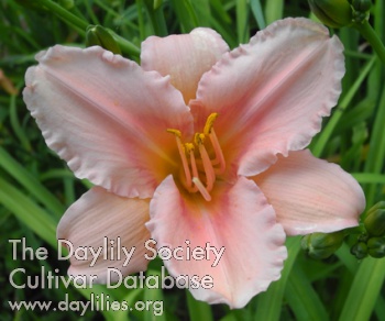 Olallie Brenna Lynn Ryan AHS image
