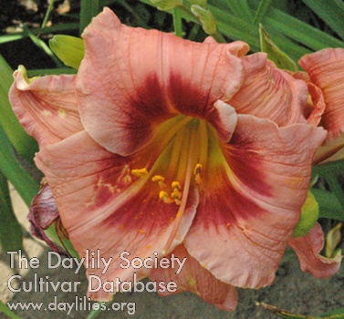 Olallie Colonel Chetto AHS image