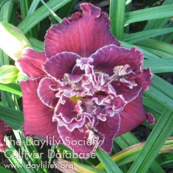 Nehi Grape AHS image