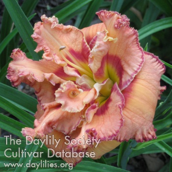 Double Orange Creamsicle AHS image
