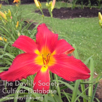 Allegheny Red