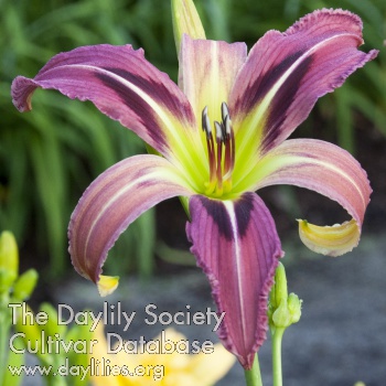 Gooficus AHS image