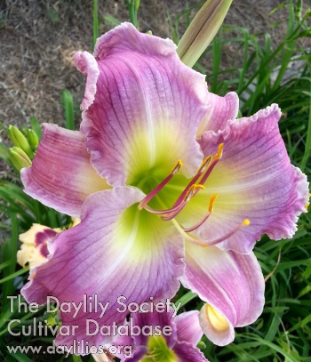Windswept Morning Angel AHS image