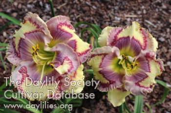 Dynamic Delight AHS image