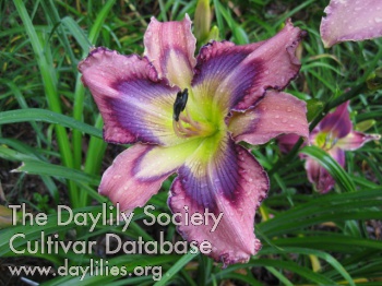 Dorothy Crabtree AHS image