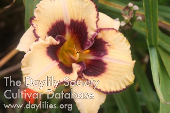 Diane's Delight AHS image