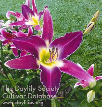 Applegate's Purple Passion AHS image