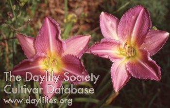 Applegate's Lavender Star Echo