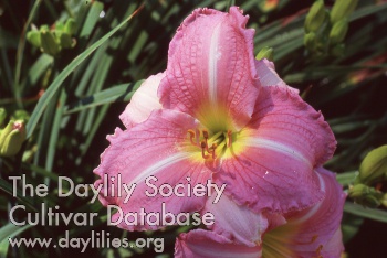 Applegate's Echo in Pink