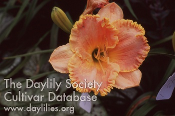 Applegate's Peach Ruffles
