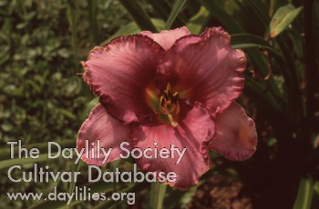 Applegate's Smokey Lavender AHS image