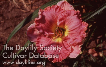 Applegate's Ruffles in Rose AHS image