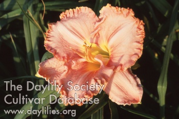 Applegate's Sunburned Pink AHS image