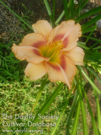 Bettina Evelyn AHS image