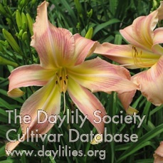 Mamalahlee AHS image