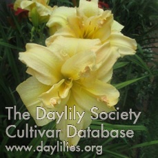 Josie's Posy AHS image