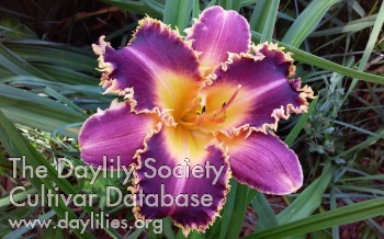 Big Toothy Grin AHS image