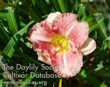 Stonyhill Little Delight AHS image