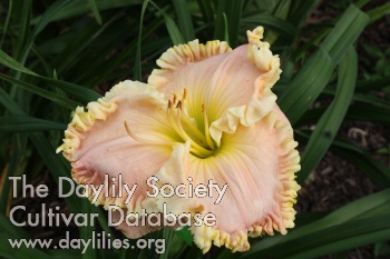 Sweet Georgia Peach AHS image
