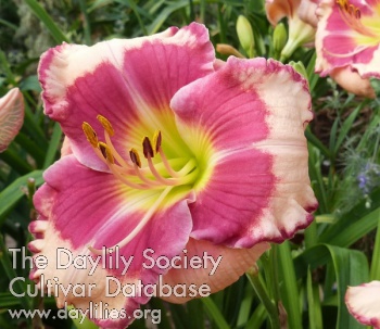 Sweet Guimauve AHS image