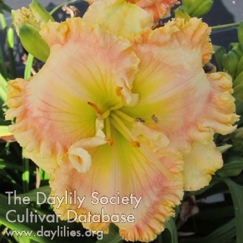 Southern Blush AHS image