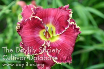 Cherry Brandy AHS image