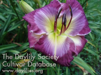 Faerie Storie Sneezy AHS image