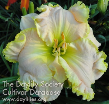 Druid City Debutante AHS image