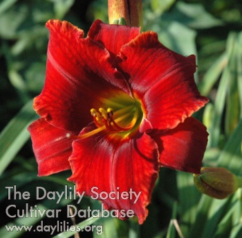 Windyhill's Designer Red AHS image