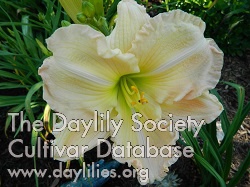 Kimberly Dawn AHS image
