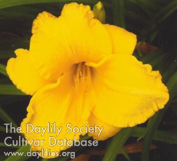 Derby City Golden Glory AHS image