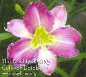 Highview Vivid Vixen AHS image