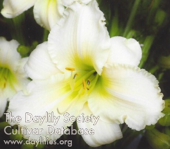 Highview Otylia's Halo AHS image