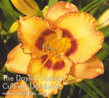 Derby City Tango Dancer AHS image