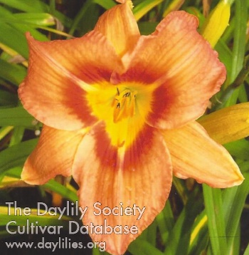 Derby City Talisman AHS image