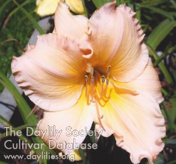Highview Pastel Princess AHS image